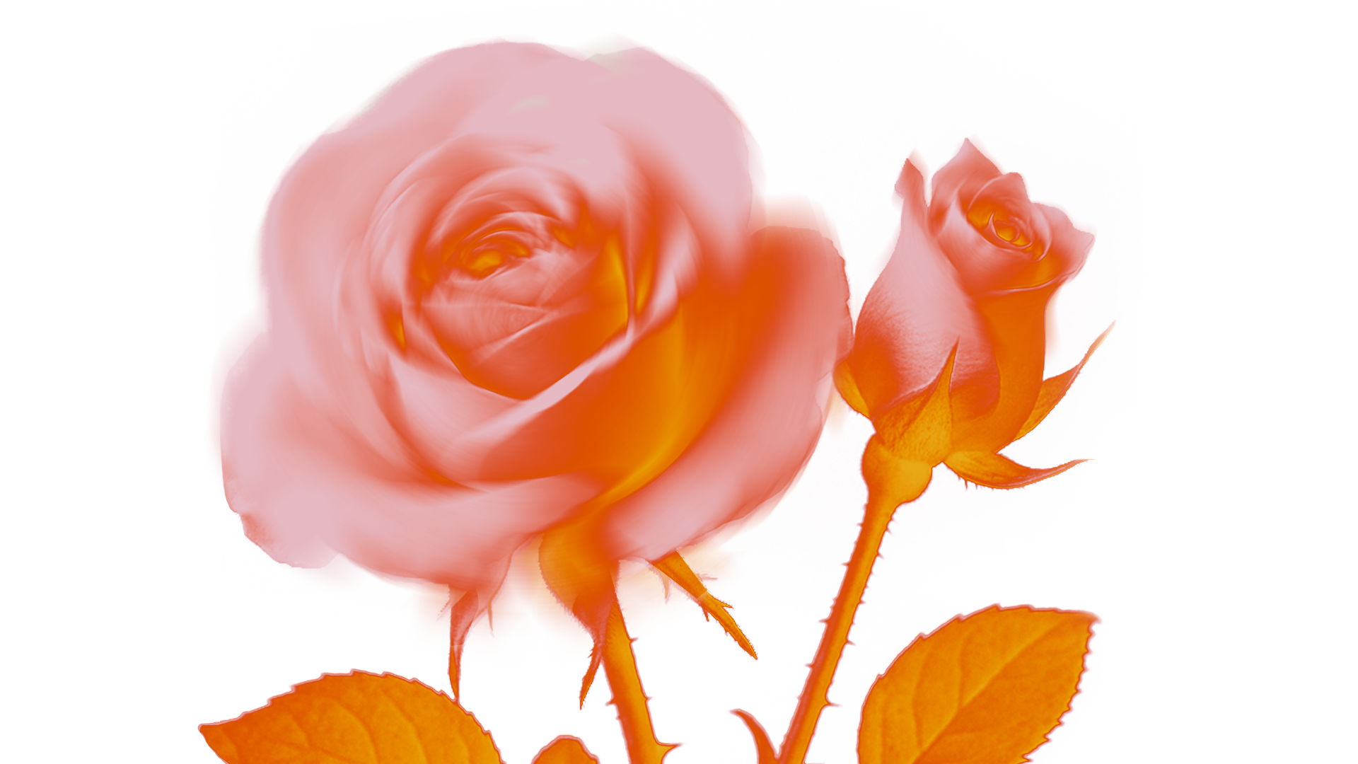 Footer background with roses